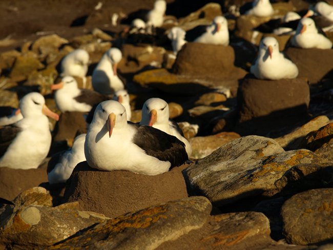 ../../Pictures/241209/090 blackbrowded Albatross.JPG